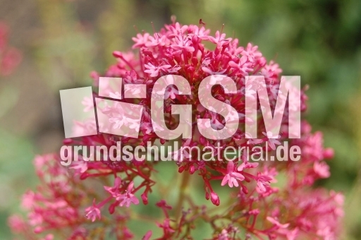 Spornblume_1.JPG
